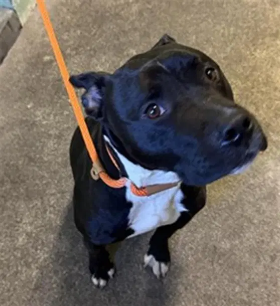Spike - Pit Bull Terrier