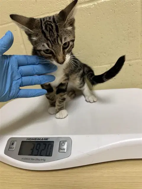 Rhett Butler - Domestic Short Hair
