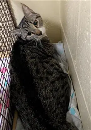 Caprisun - Domestic Short Hair