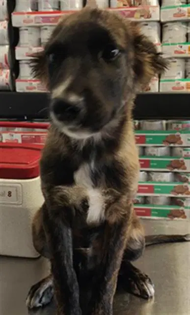 Doug - Dutch Shepherd