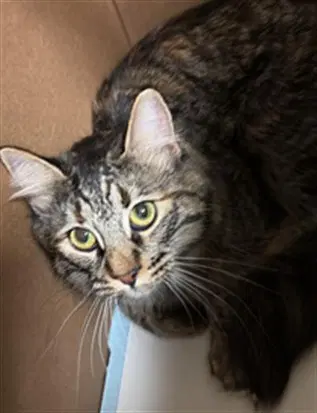 Oliver - Domestic Short Hair