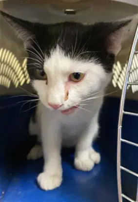 Oliver - Domestic Short Hair