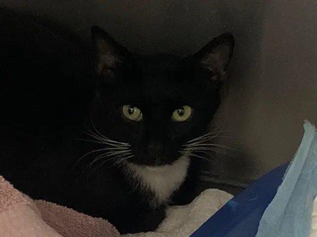 Luna - Domestic Short Hair