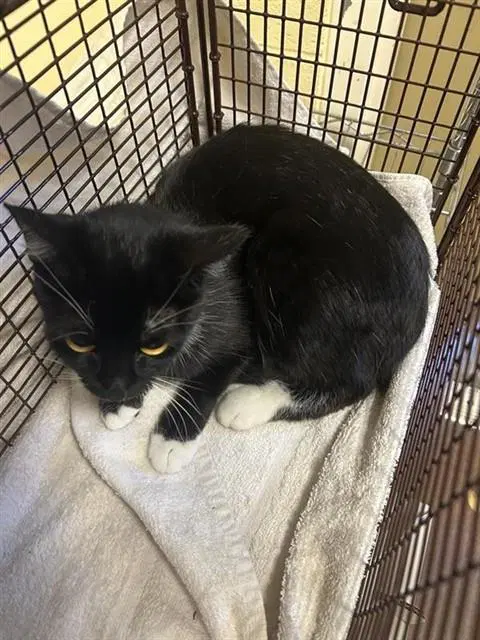 Sofia - Domestic Short Hair