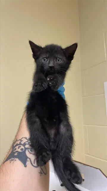 Barnaby - Domestic Long Hair