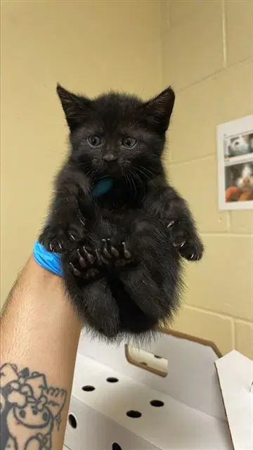 Oliver - Domestic Long Hair
