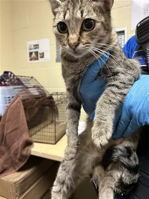 Titi - Domestic Short Hair