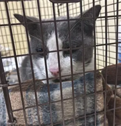 Barnaby - Domestic Short Hair