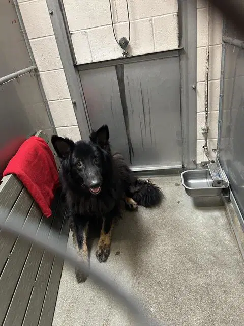 Koda - German Shepherd Dog