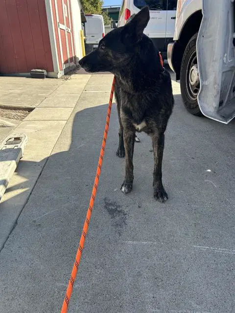 Raven - German Shepherd Dog