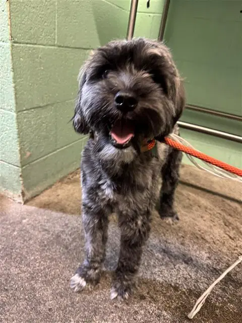 Franklin - Miniature Schnauzer