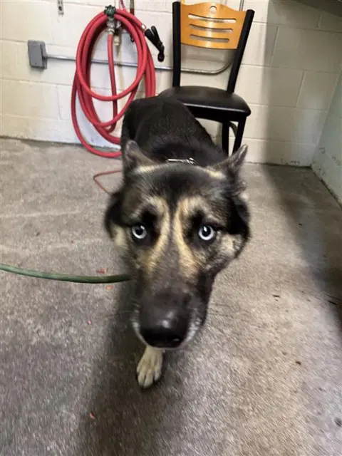 Max - German Shepherd Dog