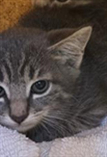 *BARN CAT* DOM
