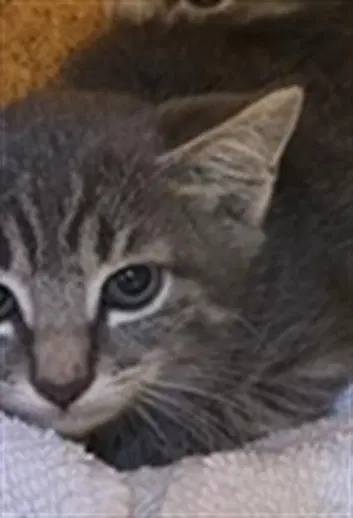 Barn Cat Dom - Domestic Short Hair