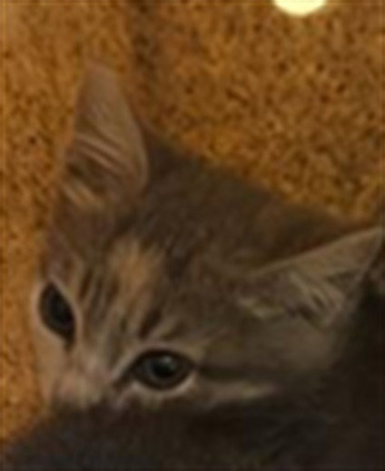 *BARN CAT* MIKA