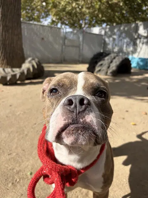 Humphry - Pit Bull Terrier
