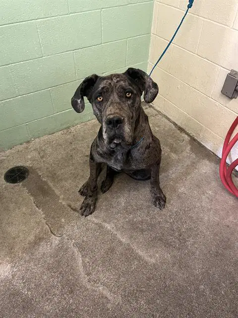 Traviesa - Great Dane