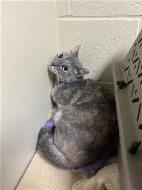 Unknown - Domestic Short Hair