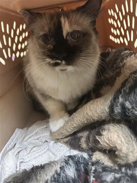 Unknown - Siamese