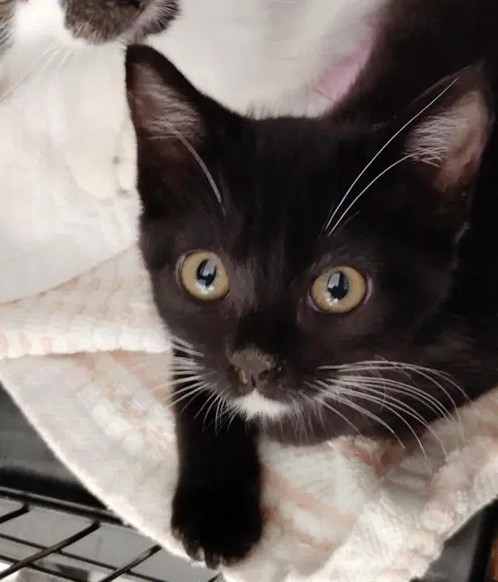 Kit Kat - Domestic Short Hair