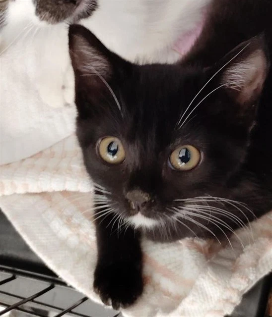 Kit Kat