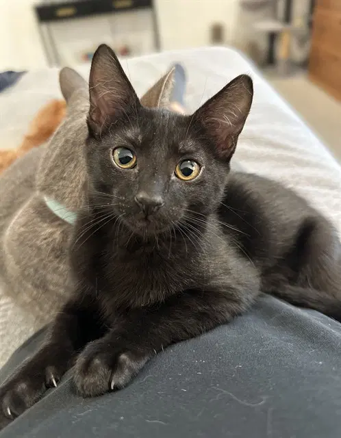 Bean - Domestic Short Hair