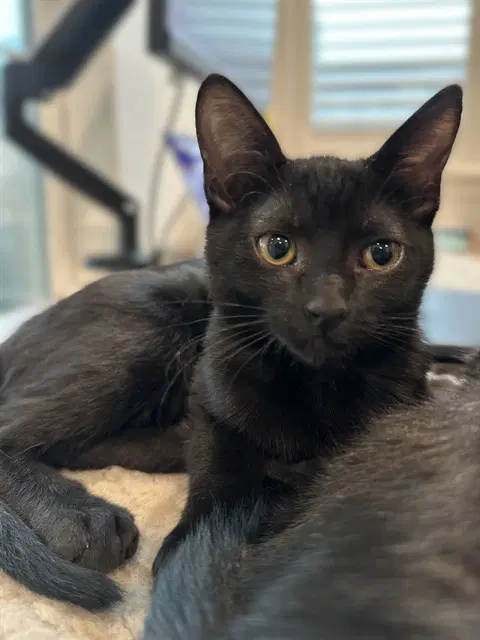 Tofu - Domestic Short Hair
