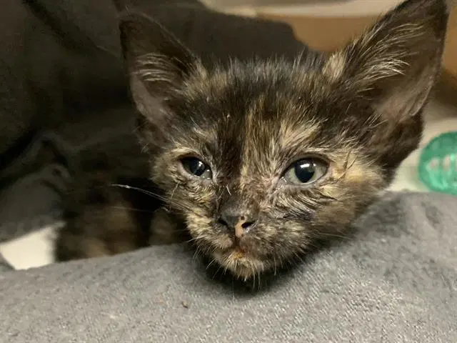 Milky Way image 1