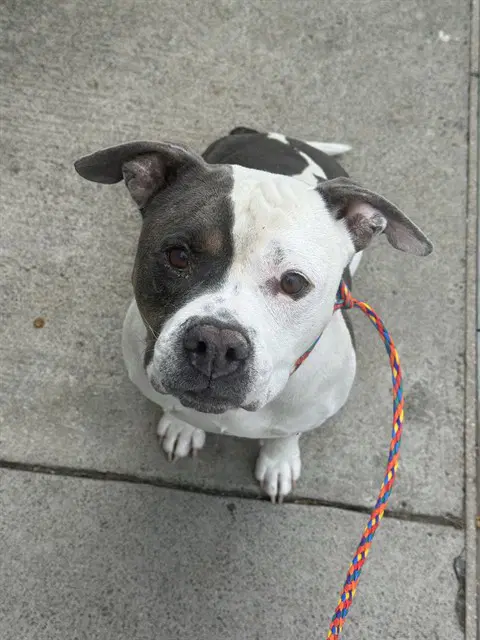 Venom - Pit Bull Terrier