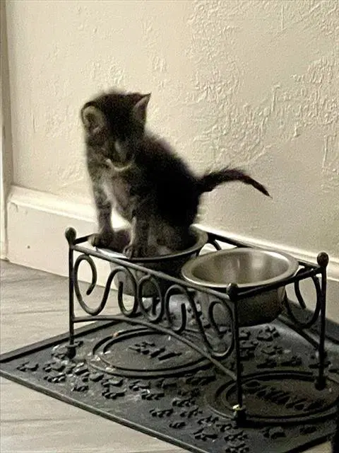 Sonny - Domestic Short Hair