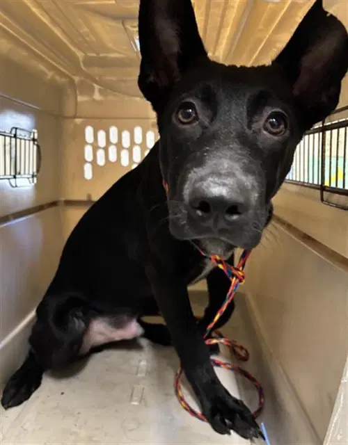 Frank - Pit Bull Terrier