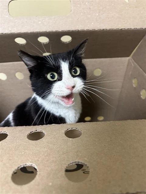 Ms Meow