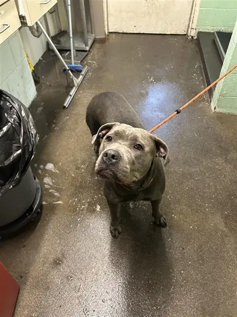 Sharkeisha - Pit Bull Terrier