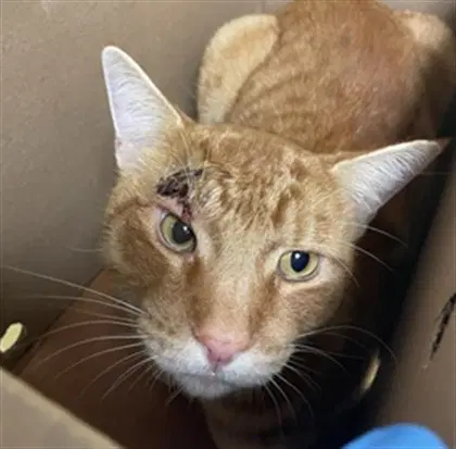 Garfield - Domestic Short Hair