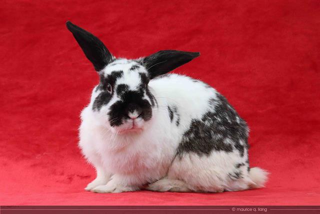 adoptable Rabbit in San Jose, CA named JEFFREY