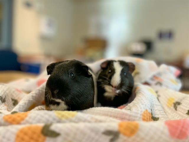 adoptable Guinea Pig in San Jose, CA named KIRBY