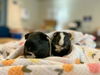 adoptable Guinea Pig in San Jose, CA named BISSELL