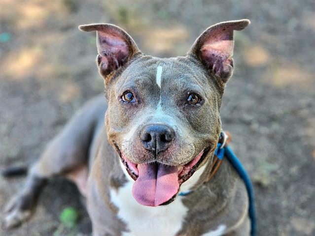 adoptable Dog in San Jose, CA named DORIS