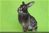 adoptable Rabbit in  named PARSNIP