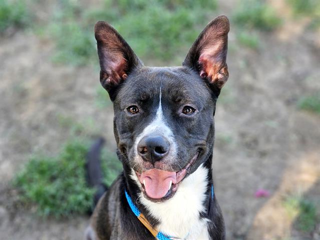 adoptable Dog in San Jose, CA named SOBE