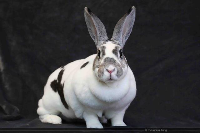 adoptable Rabbit in San Jose, CA named TRUFFLES