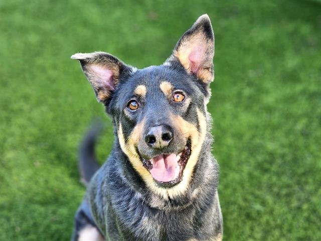 adoptable Dog in San Jose, CA named HENRY