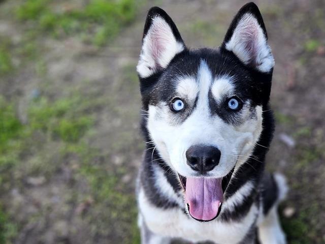 adoptable Dog in San Jose, CA named KONG