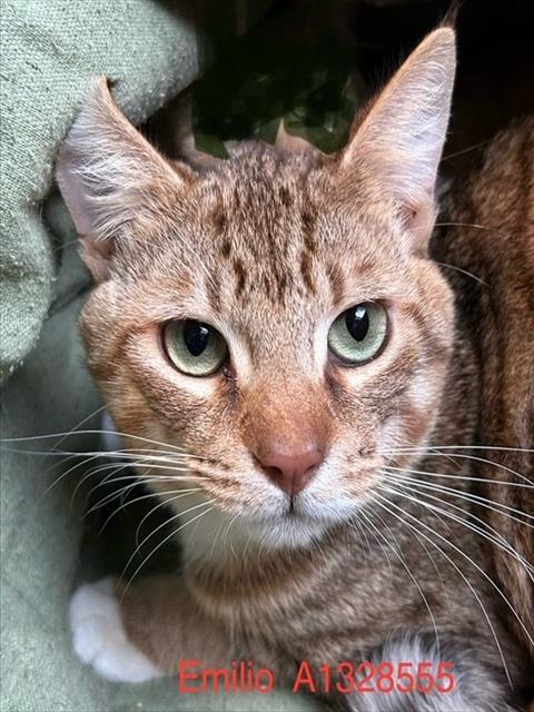 adoptable Cat in San Jose, CA named EMILIO