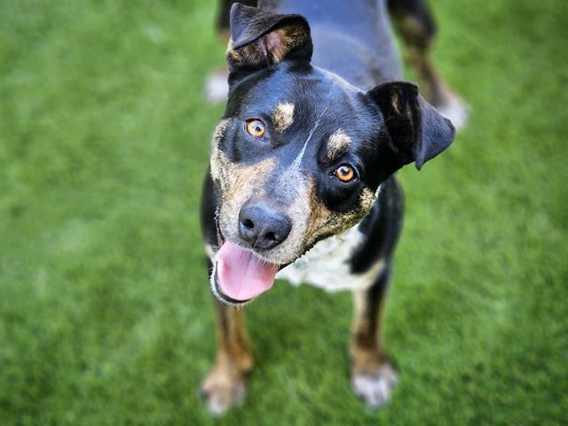 adoptable Dog in San Jose, CA named BLUEY