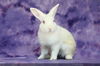 adoptable Rabbit in San Jose, CA named COLTRANE