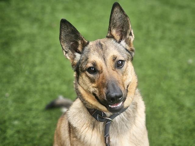 adoptable Dog in San Jose, CA named BUMBLEBEE