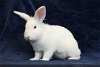 adoptable Rabbit in  named MAXIMUS