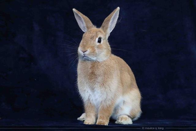 adoptable Rabbit in San Jose, CA named ANNIE
