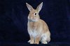 adoptable Rabbit in san jose, ca, CA named ANNIE